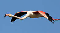 Flamant rose