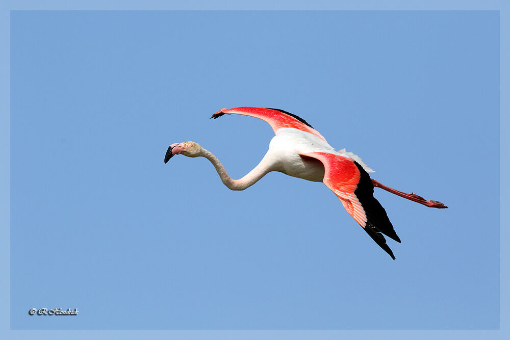 Flamant rose