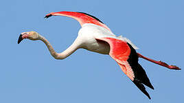 Flamant rose