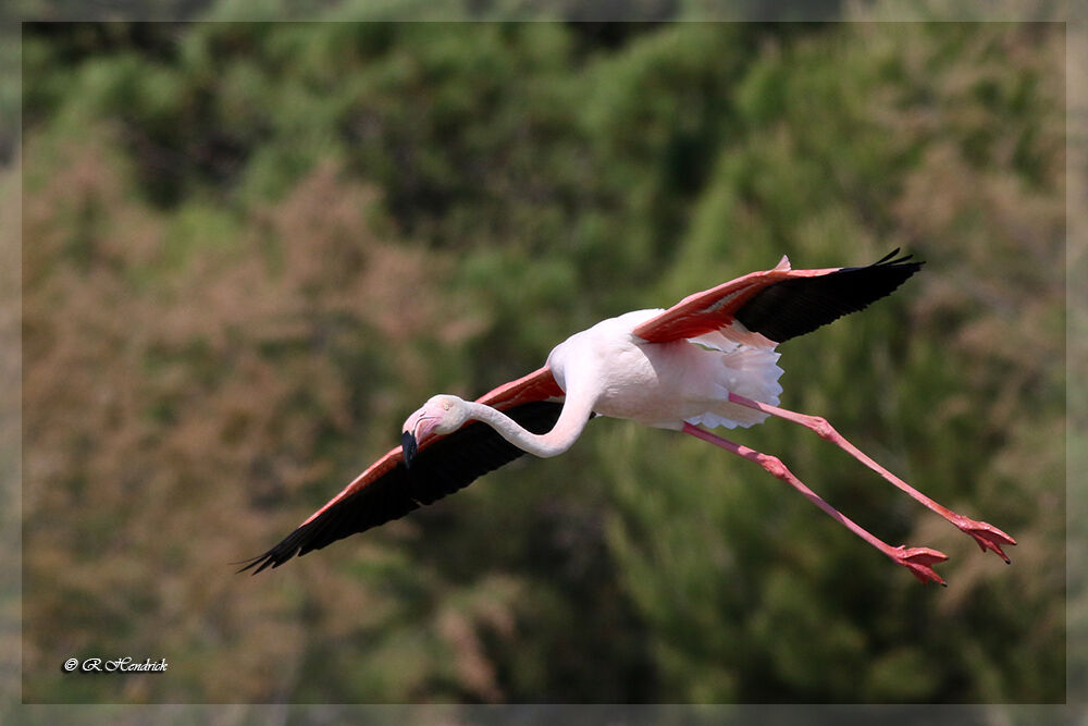 Greater Flamingo