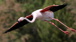 Flamant rose