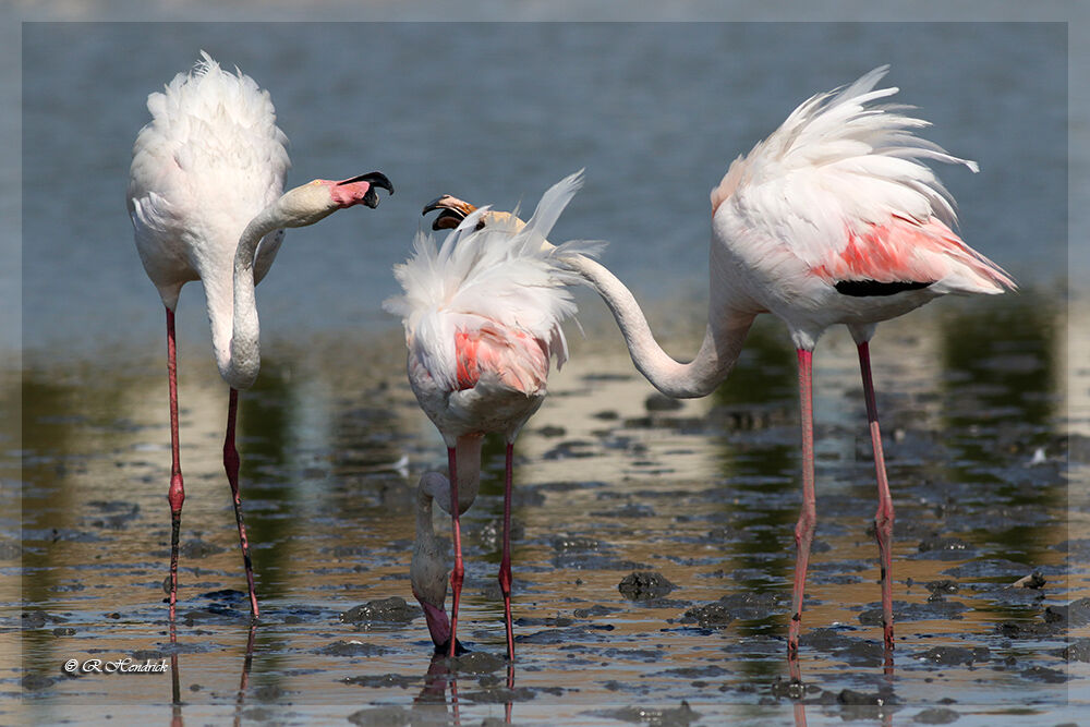 Flamant rose