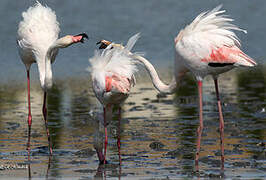 Greater Flamingo