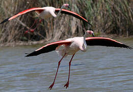 Flamant rose