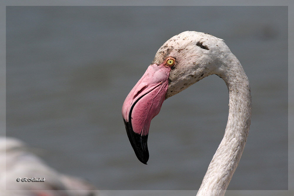 Greater Flamingo