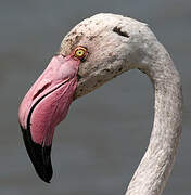 Greater Flamingo