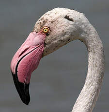 Flamant rose