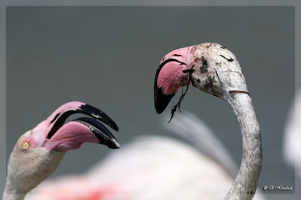 Greater Flamingo