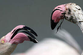 Greater Flamingo