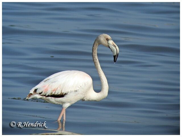 Flamant rose