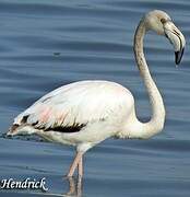 Flamant rose