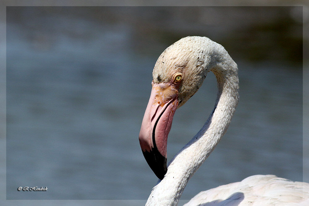 Flamant rose