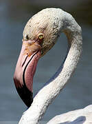 Greater Flamingo