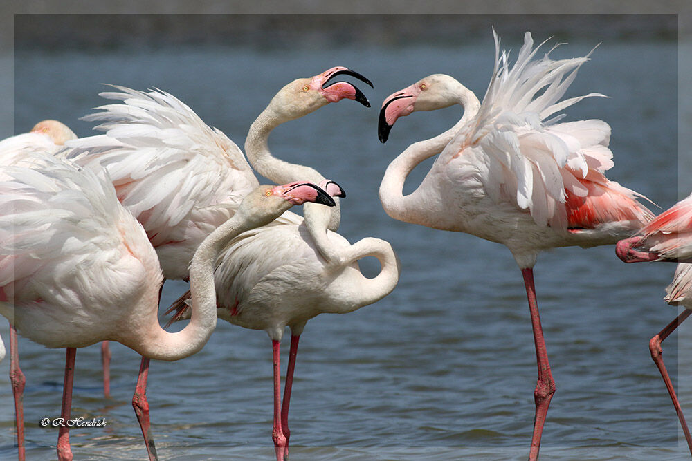 Flamant rose