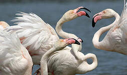 Flamant rose