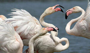 Flamant rose