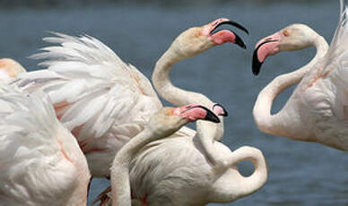 Flamant rose