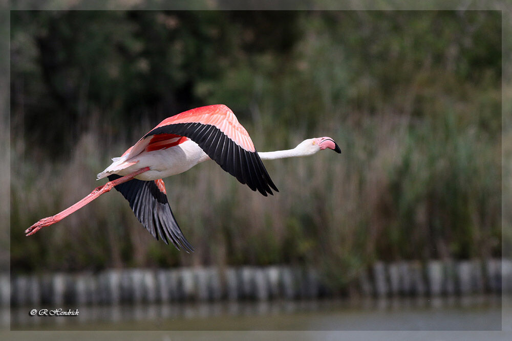 Greater Flamingo