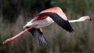 Flamant rose