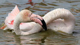 Flamant rose