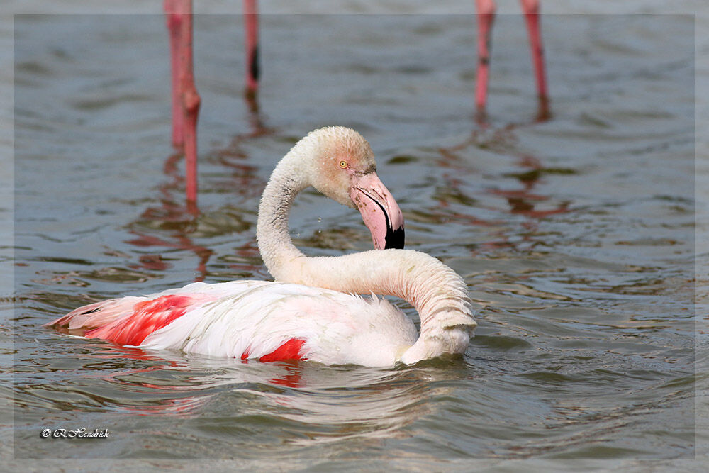 Greater Flamingo