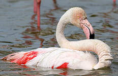 Flamant rose