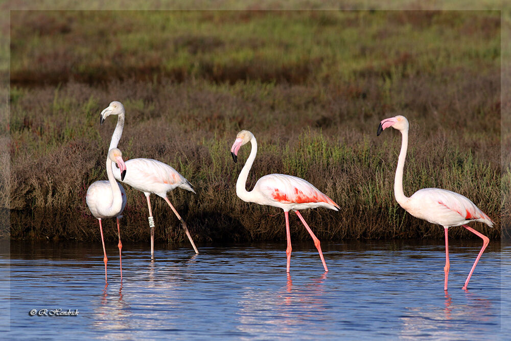 Greater Flamingo