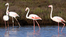 Flamant rose