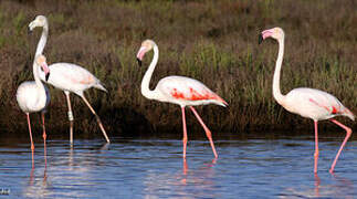 Greater Flamingo