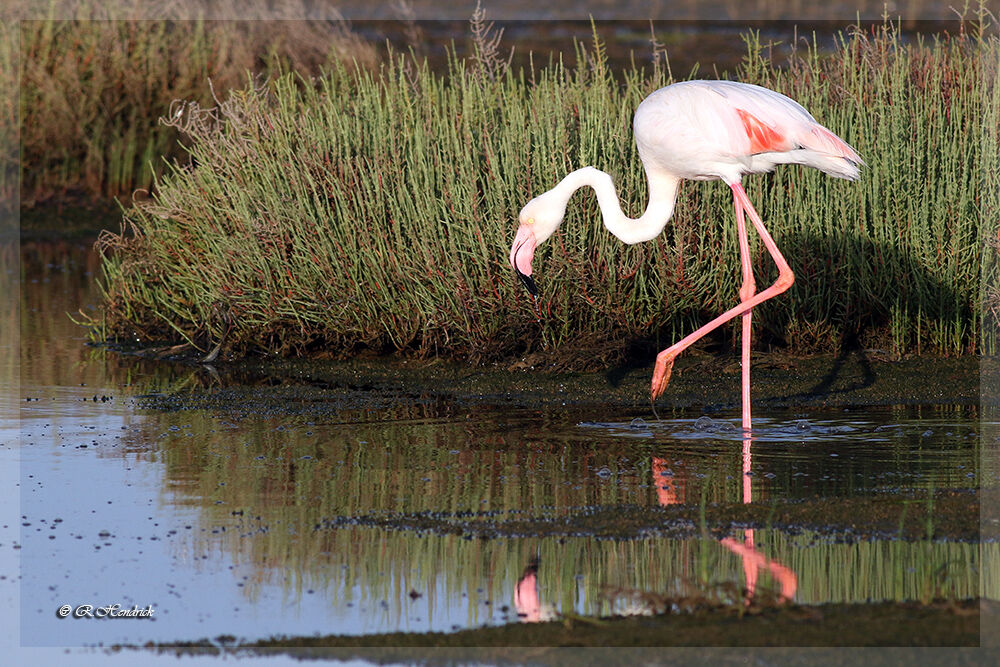 Greater Flamingo