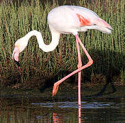 Flamant rose