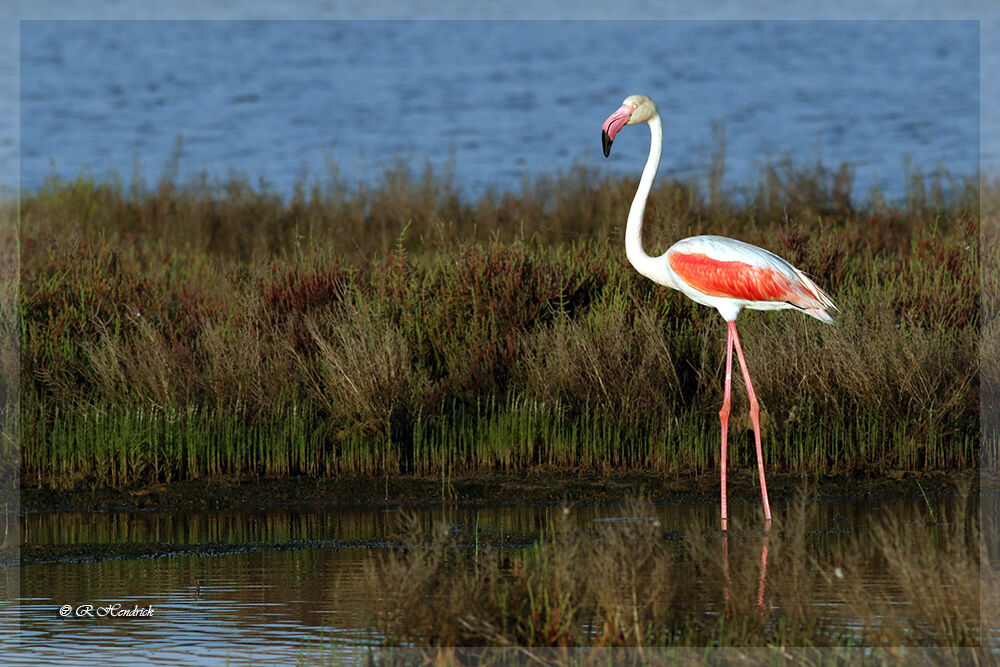 Greater Flamingo