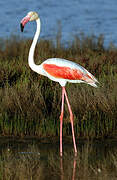 Flamant rose