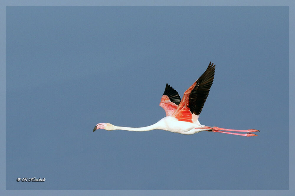 Flamant rose