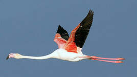 Flamant rose