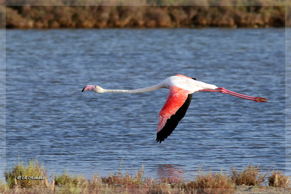 Flamant rose