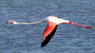 Flamant rose