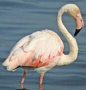 Flamant rose