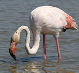 Flamant rose