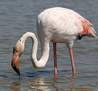 Greater Flamingo