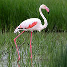 Flamant rose