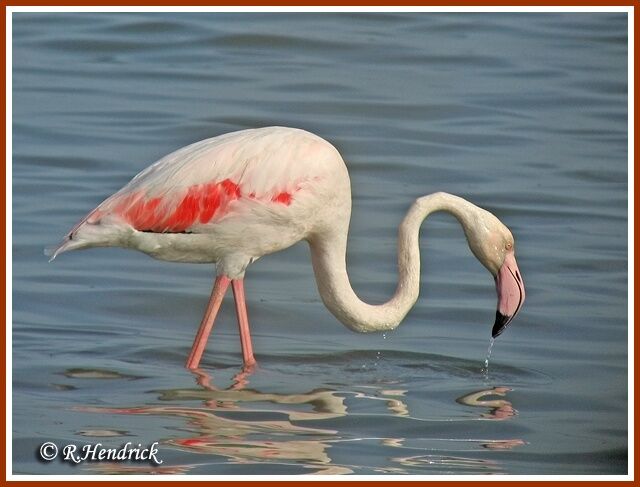 Greater Flamingo