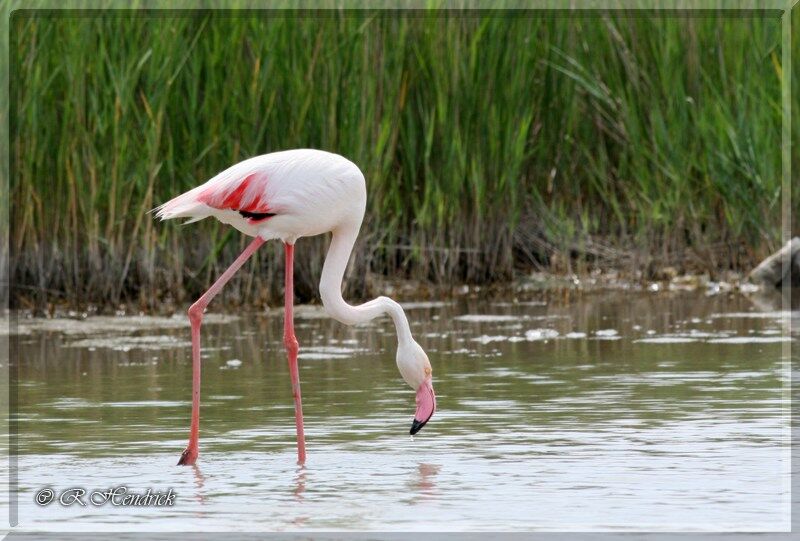 Greater Flamingo