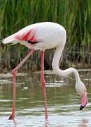 Flamant rose