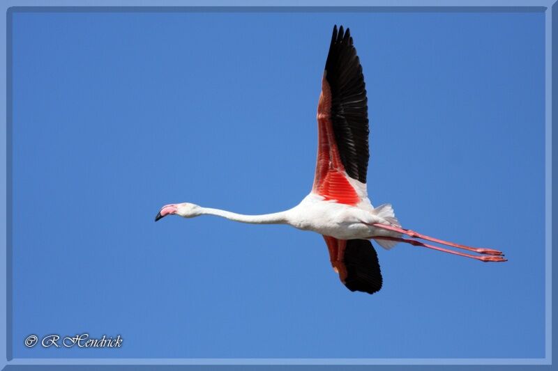 Flamant rose