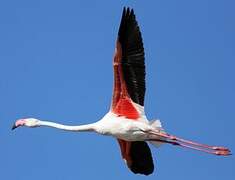 Flamant rose