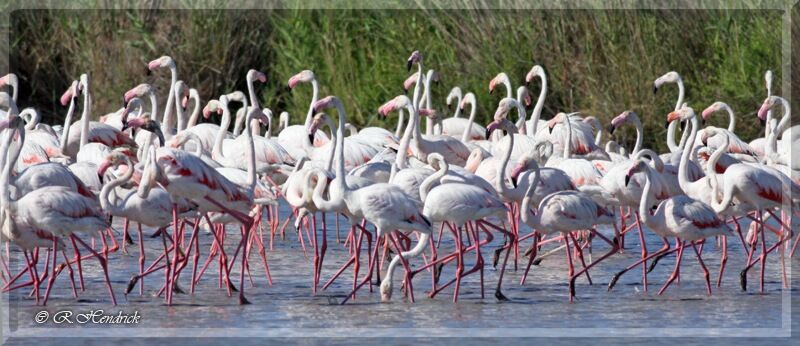 Greater Flamingo