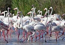 Flamant rose