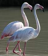 Flamant rose