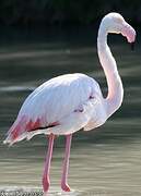 Flamant rose